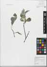 Foto von Salix glabra Scop.
